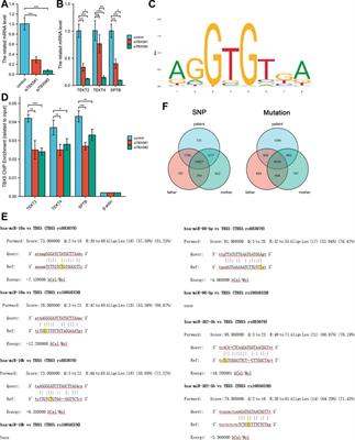 Case report: Novel TBX5-related pathogenic mechanism of Holt–Oram syndrome